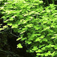Aquarium Plants Discounts Potted Hydrocotyle SP.Japan Carpet Plant for Foreground | Aquarium Live Plant