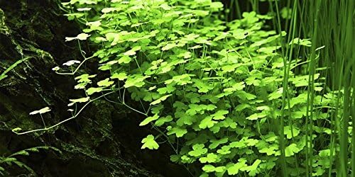 Aquarium Plants Discounts Potted Hydrocotyle SP.Japan Carpet Plant for Foreground | Aquarium Live Plant