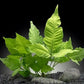3 Aquatic Plants Bundle | Live Plants for Freshwater Aquariums (3 X Bolbitis Asiatica Plants)
