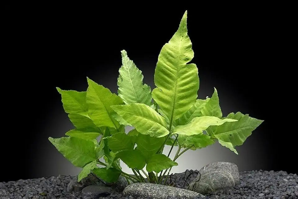3 Aquatic Plants Bundle | Live Plants for Freshwater Aquariums (3 X Bolbitis Asiatica Plants)