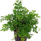 African Fern - Bolbitis Baby Leaf Fern in 2" Pot | Freshwater Aquarium Plant