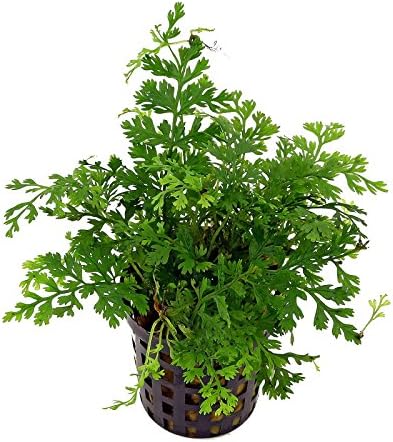 African Fern - Bolbitis Baby Leaf Fern in 2" Pot | Freshwater Aquarium Plant