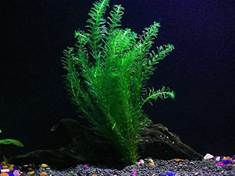 Pond Oxygenating Elodea Anacharis Bunch Plants - Imported and USDA Approved