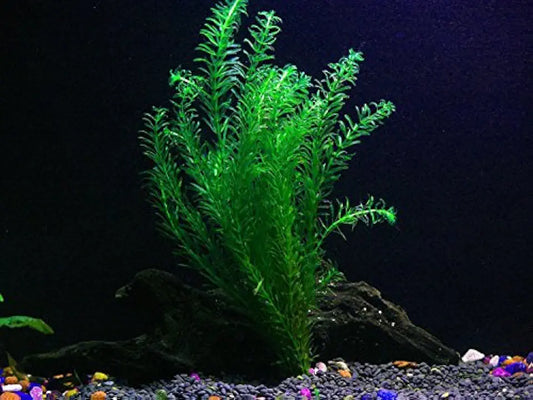 Pond Oxygenating Elodea Anacharis Bunch Plants - Imported and USDA Approved