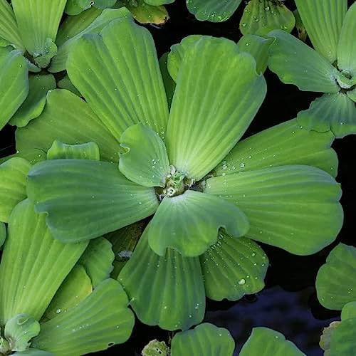 Water Lettuce | Live Floating Pond Plants for Water Gardens (Water Lettuce, 3, Count)