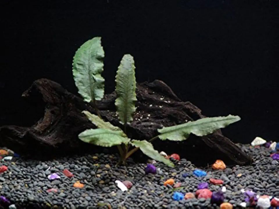 10 Species Live Aquarium Plants Package - Microsorum Java Fern, Swords, Vallisneria and More!