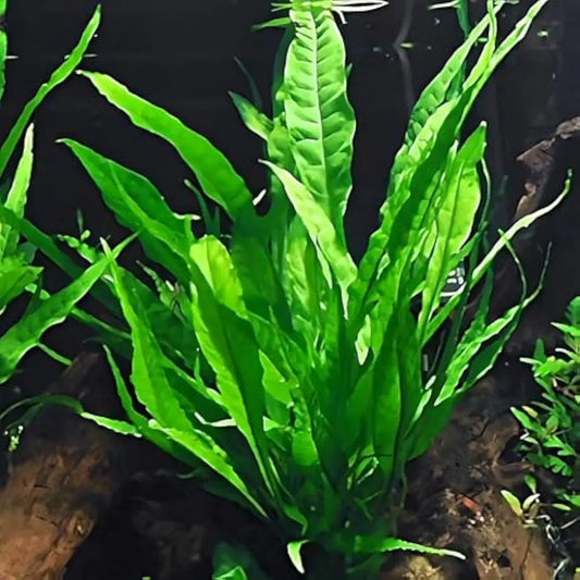 6 Plant Species Live Aquatic Plants Package - Microsorum Java Fern, Amazon, Moneywort and More!
