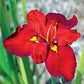 Ann Chowning Iris in 2" Pot - Marginal Pond Plant
