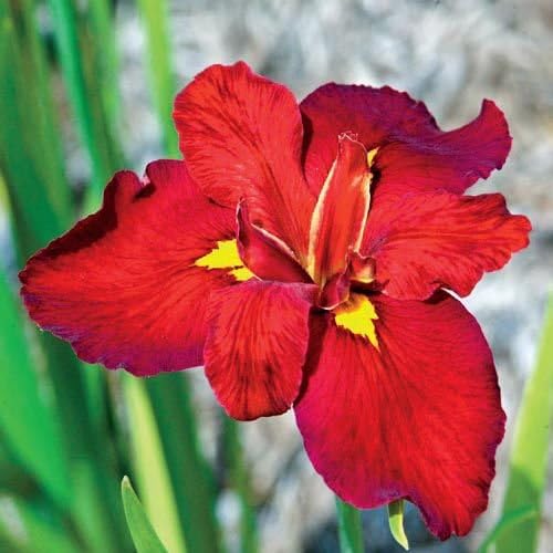Ann Chowning Iris in 2" Pot - Marginal Pond Plant