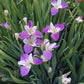 Louisiana Iris Bog Pond Plant - Colorific - White and Purple Louisiana Iris Marginal Pond Plant from AquaLeaf Aquatics