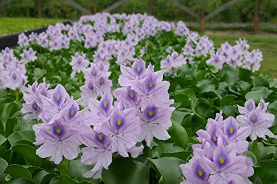 Floating Plants for Water Gardens and Ponds (Water Hyacinth) (Water Hyacinth, 1, Count)