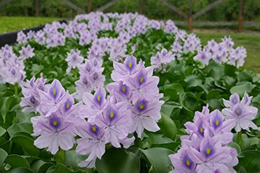 Floating Plants for Water Gardens and Ponds (Water Hyacinth) (Water Hyacinth, 1, Count)