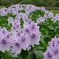 Floating Flowering Plant – Live Aquatic Plants for Ponds & Aquariums (5 Common Water Hyacinth (Eichhornia crassipes), 5, Count)