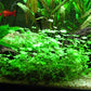 Foreground Potted Live Aquarium Plants | Freshwater Aquatic Plants for Aquariums (Potted Dwarf Cloverleaf)