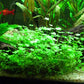 Potted Live Aquarium Plants | Freshwater Aquatic Plants for Aquariums (Clover Leaf)