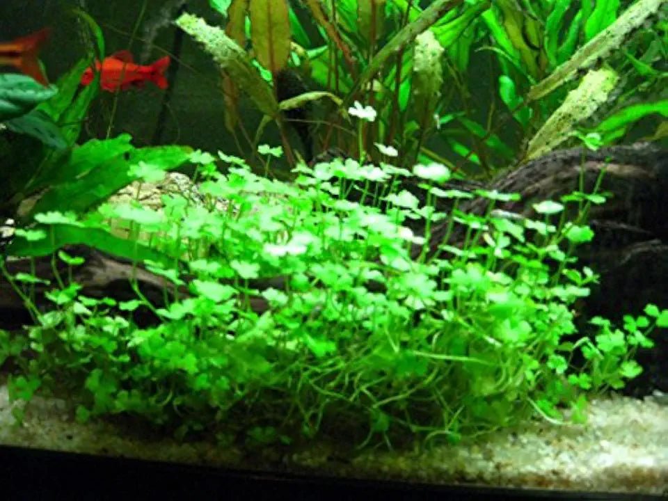 Potted Live Aquarium Plants | Freshwater Aquatic Plants for Aquariums (Clover Leaf)