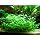 Potted Dwarf Four Leaf Clover - Easy Carpet Aquarium Plant by West Coast Aquatics
