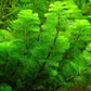 10 Species Live Aquarium Plants Package - Microsorum Java Fern, Swords, Vallisneria and More!