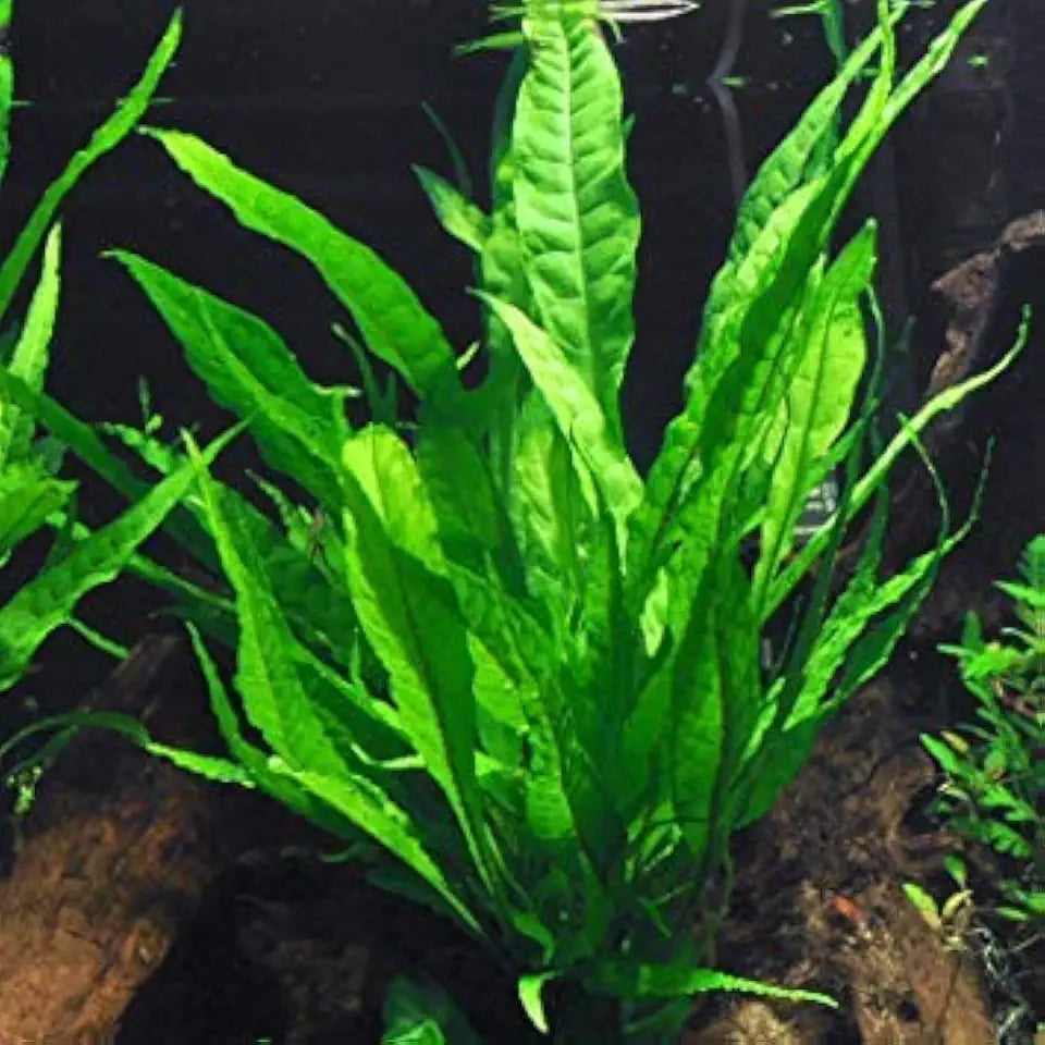 Potted Live Aquarium Plants Bundle - Easy and Snail Free Aquatic Plants (3 Pots)