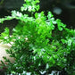 Foreground Potted Live Aquarium Plants | Freshwater Aquatic Plants for Aquariums (Potted African Fern | Bolbitis)