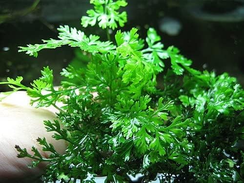 Foreground Potted Live Aquarium Plants | Freshwater Aquatic Plants for Aquariums (Potted African Fern | Bolbitis)