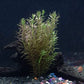 30+ Stems - 8 Species - - Anacharis, Amazon, Rotala, Ludwigia and More!