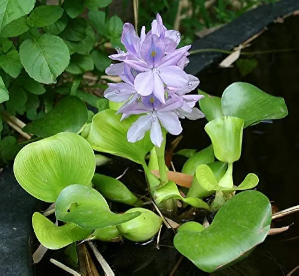Floating Plant Bundle – Live Aquatic Plants for Ponds & Aquariums (1 Water Lettuce (Pistia stratiotes) and 1 Water Hyacinth (Eichhornia crassipes) Bundle, 1, Count)