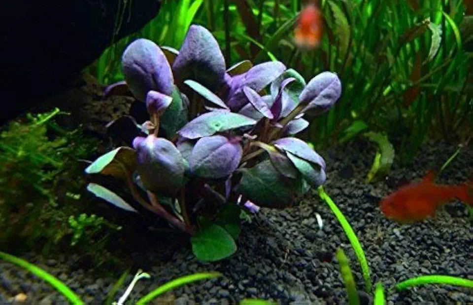 Cardinal Plant Bunch (Lobelia cardinalis) - Beginner Tropical Live Aquarium Plant
