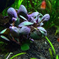 Texas Aquarium Plant Bundle - 20 Species Live Aquarium Plants Package