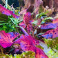 Red Tiger Lotus Bulbs - Freshwater Aquatic Plant | Sprouts in Tanks Under 72F