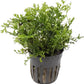 Foreground Potted Live Aquarium Plants | Freshwater Aquatic Plants for Aquariums (Potted African Fern | Bolbitis)