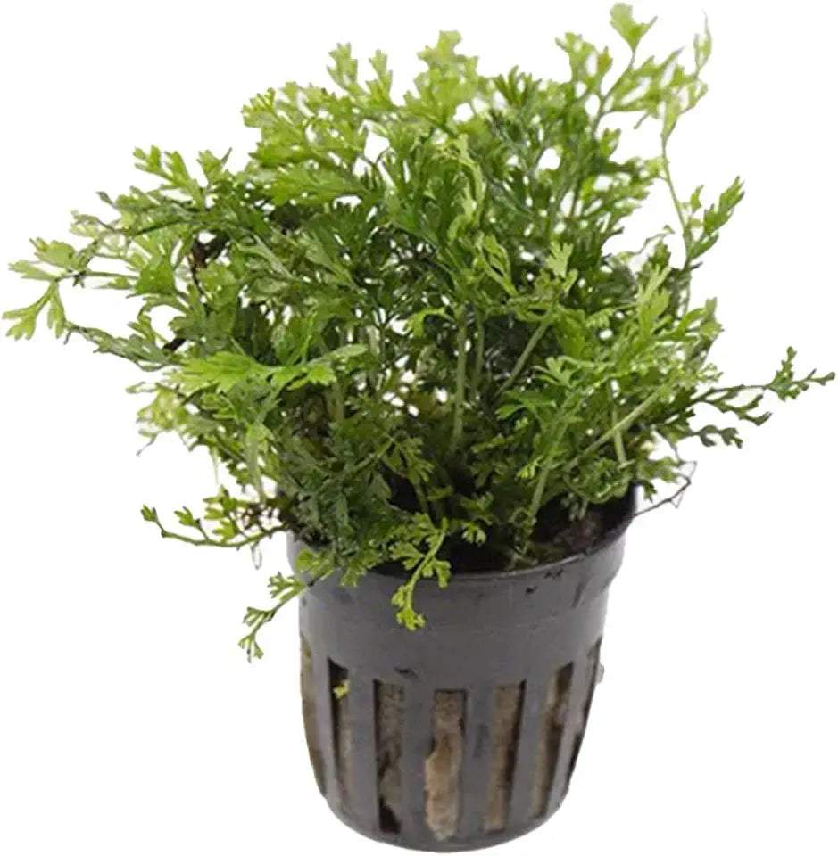 Foreground Potted Live Aquarium Plants | Freshwater Aquatic Plants for Aquariums (Potted African Fern | Bolbitis)