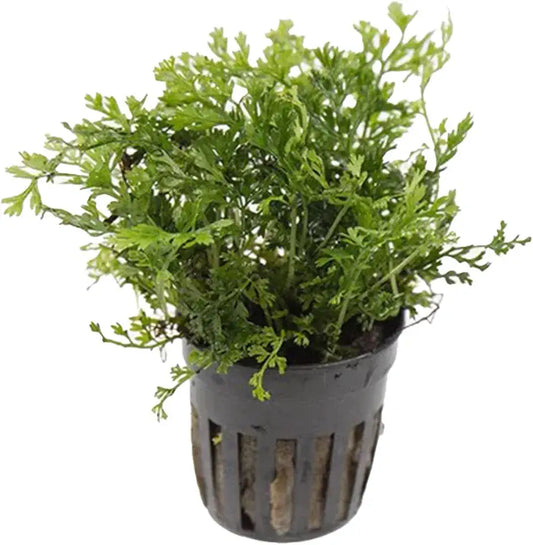 Foreground Potted Live Aquarium Plants | Freshwater Aquatic Plants for Aquariums (Potted African Fern | Bolbitis)