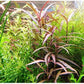 Florida 10 Species Live Aquarium Plants Bundle