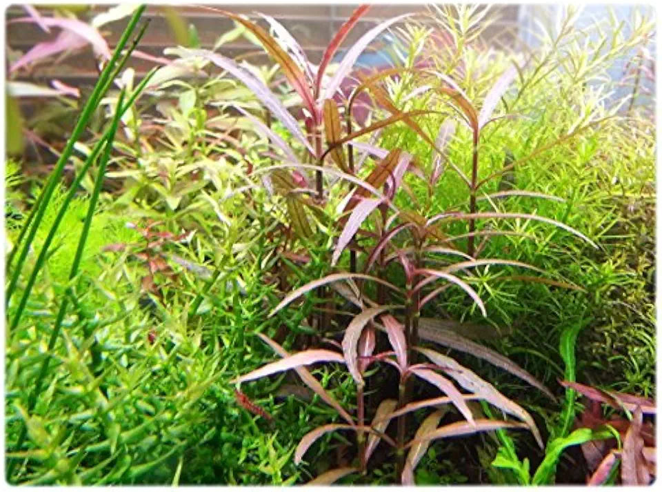Florida 10 Species Live Aquarium Plants Bundle