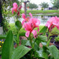 Pink Canna - Months of Flowers for Ponds!