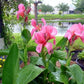 Pink Canna - Months of Flowers for Ponds!