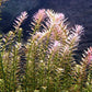 10 Species Live Aquarium Plants Package - Microsorum Java Fern, Swords, Vallisneria and More!