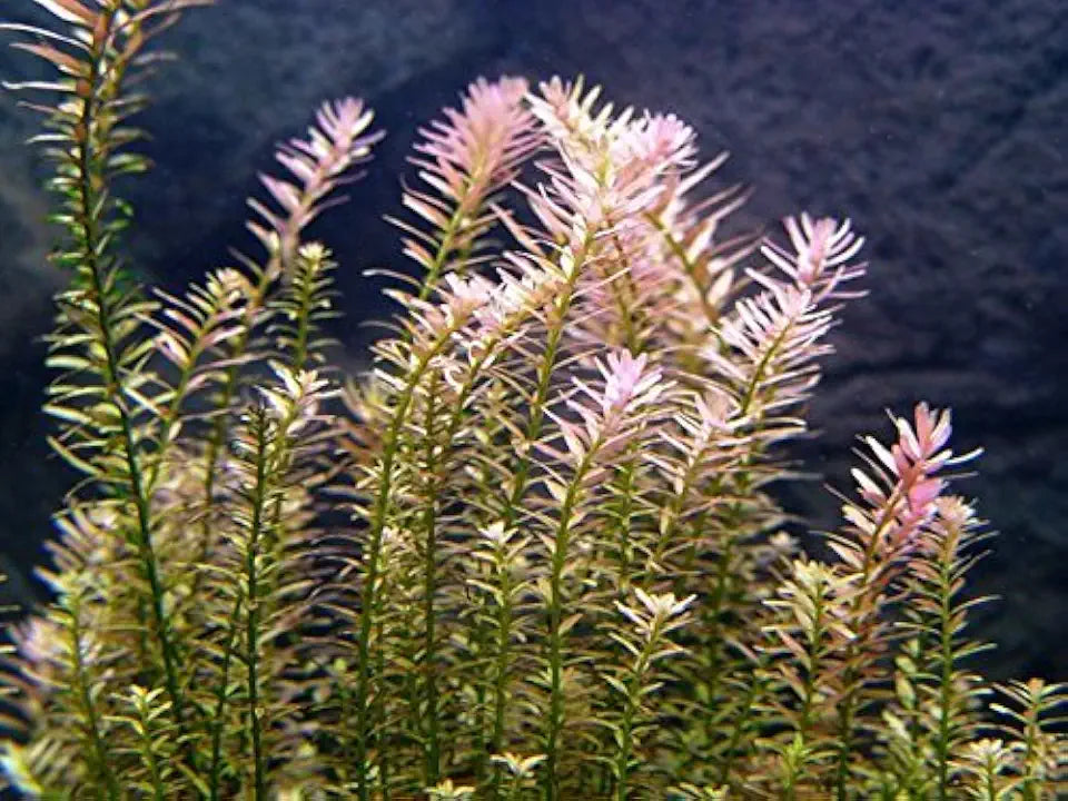 10 Species Live Aquarium Plants Package - Microsorum Java Fern, Swords, Vallisneria and More!