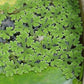 Azolla Portion in 4 oz Container - Floating Live Plants for or Aquariums or Ponds