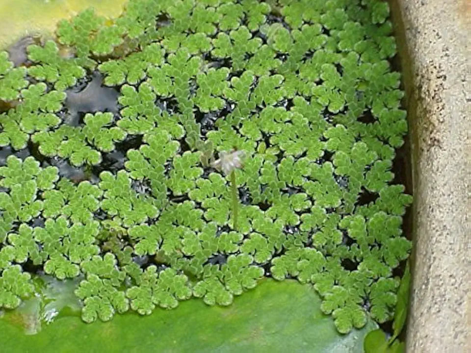 Azolla Portion in 4 oz Container - Floating Live Plants for or Aquariums or Ponds