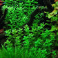 Bacopa Caroliniana Live Aquatic Plants Bundle (3 Pack) for Freshwater Aquariums