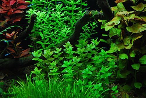 Bacopa Caroliniana Live Aquatic Plants Bundle (3 Pack) for Freshwater Aquariums