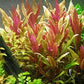 Potted Live Aquarium Plants | Freshwater Aquatic Plants for Aquariums (Telanthera Rosefolia)