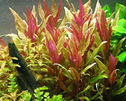 Potted Live Aquarium Plants | Freshwater Aquatic Plants for Aquariums (Telanthera Rosefolia)