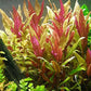 Alternanthera Reineckii VAR. Roseafolia | Telanthera – Easy Red Plant