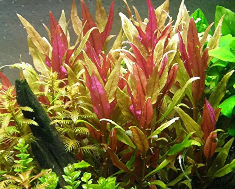 Alternanthera Reineckii VAR. Roseafolia | Telanthera – Easy Red Plant