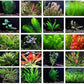 Texas Aquarium Plant Bundle - 20 Species Live Aquarium Plants Package