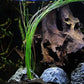 Potted Live Aquarium Plants | Freshwater Aquatic Plants for Aquariums (Giant Grass)
