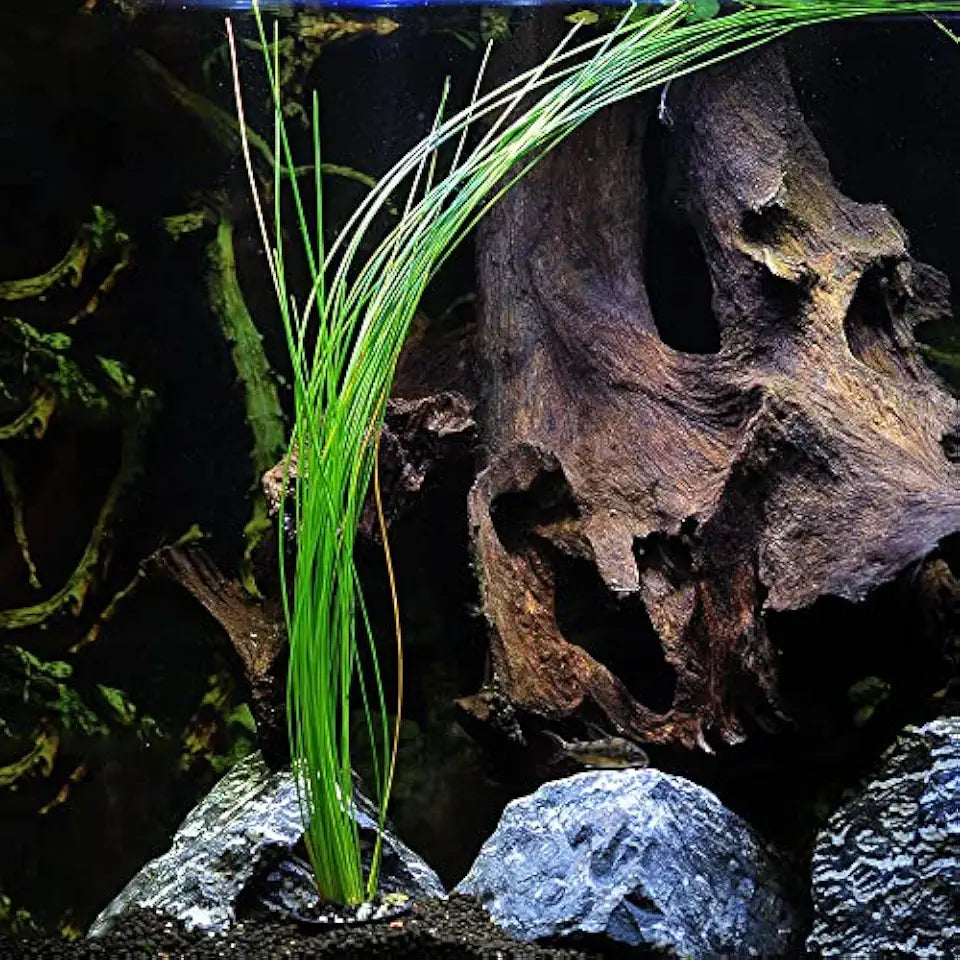 Potted Live Aquarium Plants | Freshwater Aquatic Plants for Aquariums (Giant Grass)